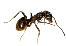 Μαύρο Μυρμήγκι